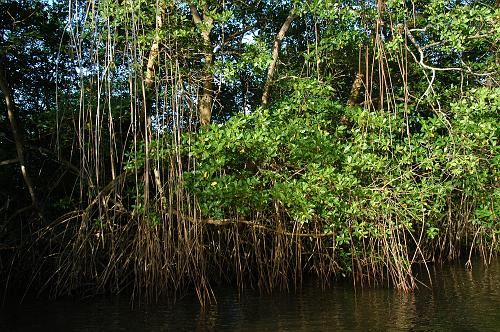 Caroni Swamp